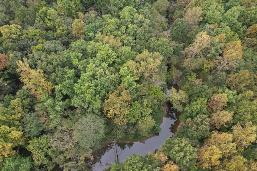 60 +/- Acres of Prime Whitetail Hunting Land in Williamson County